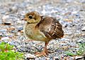 Baby Peacock (18131813108)