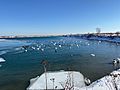 Birds taking refuge on Lake Ontario at Toronto's Leslie Street Spit (Tommy Thompson Park)