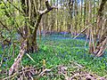 Bluebell wood in the Clent Hills