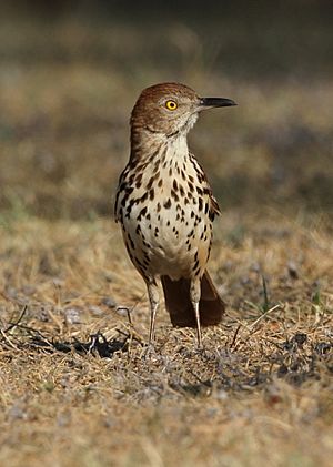 Brown Thrasher