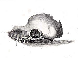 Bunyip skull