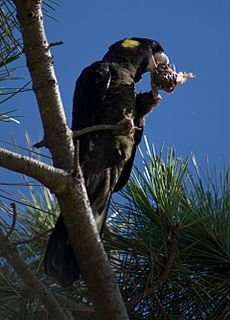 Calyptorhynchus funereus -Murramarang National Park, Australia -eating-8-4c