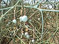 Capparis decidua green unripe fruits