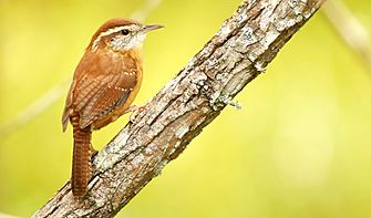 CarolinaWren-23SEP2016