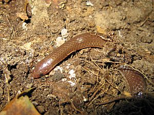 Carphophis amoenus amoenus.jpg