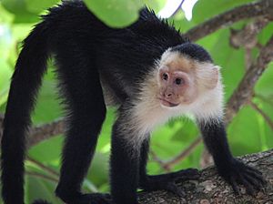 Cebus capucinus, Costa Rica