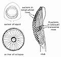 Cephalopod suckers and configuration of suckers (schematic) on tentacular club