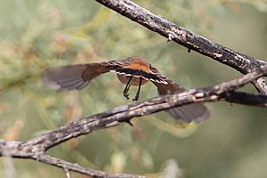 Chestnut-rumped Thornbill, tail detail