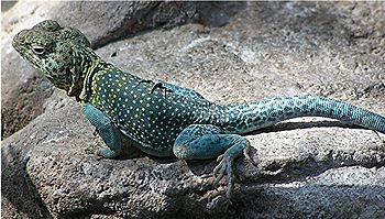 Collared lizard