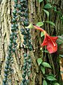 Columnea microphylla (14604475109)