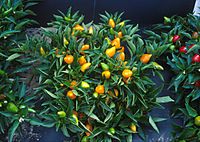 Compact orange pepper plants