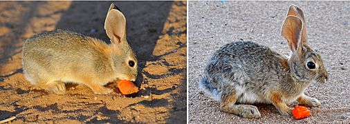 Cottontail age comparison-2