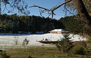 Day old snow, Oberon