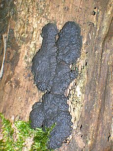 Detail of Biscogniauxia nummularia