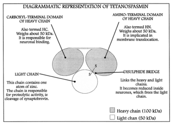 Diagram of structure of tetanospasmin