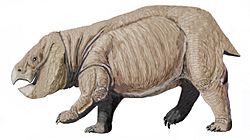 Dicynodont from PolandDB