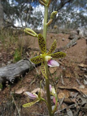 Dipodium hamiltonianum.jpg