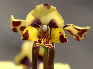 Diuris pardina 08.jpg