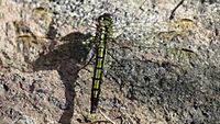 Dragonfly yellow black female dorsal (15934939538)