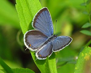 Eastern Tailed-blue.jpg