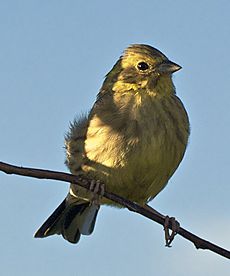 Emberiza citrinella LC229