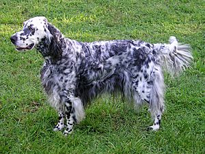 EnglishSetter9 fx wb.jpg