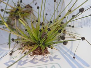 Eriocaulon australasicum P6120112.jpg