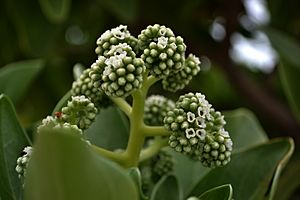 Flower of Heliotropium Foertherianum