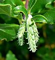 Garrya elliptica James Roof 2