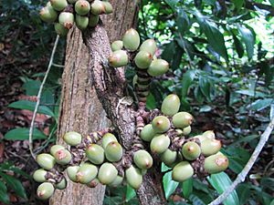 Gnetum macrostachyum in Thailand.jpg