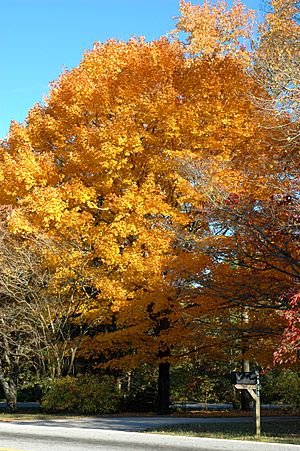 Golden sugar maple