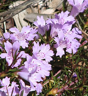 Hemiandra pungens.jpg