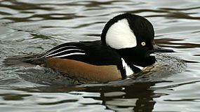 Hooded Merganser (Lophodytes cucullatus) (1).JPG