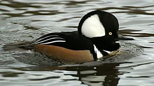 Hooded Merganser (Lophodytes cucullatus) (1)