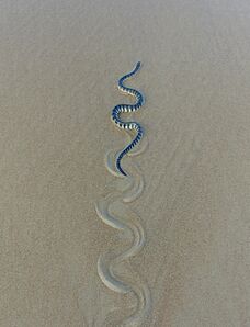 HookNosedSeaSnake ArossimBeach Goa India