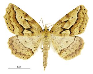 Ischalis variabilis male.jpg