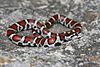 Lampropeltis triangulum syspila 001.jpg