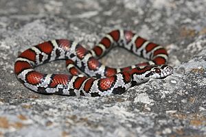 Lampropeltis triangulum syspila 001