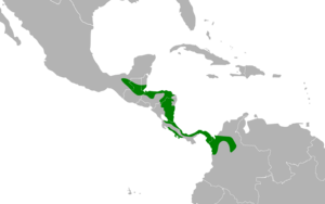 Leptotila cassinii map.svg