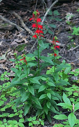 Lobelia cardinalis habit