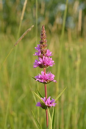 Lythrum salicaria - harilik kukesaba.jpg