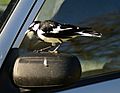 Magpie-Lark Cropped