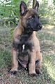 Malinois puppy