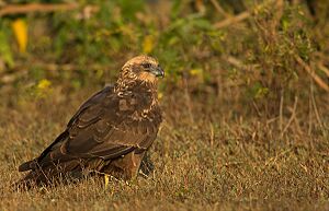 Marsh Harrier Female - Wikimedia