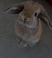 Miniature Lop-stood up