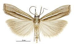 Orocrambus ramosellus male2.jpg