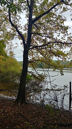 Overcup Oak at Yadkin River