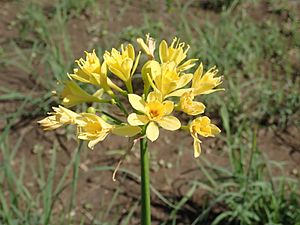 P2208182 Calostemma purpureum 01