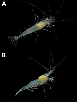 Palaemonias alabamae (10.3897-subtbiol.32.38280) Figure 2.jpg