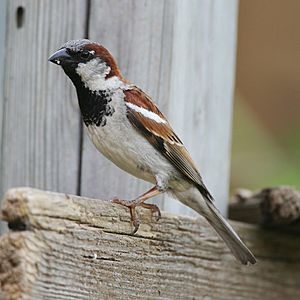 Passer-domesticus-001